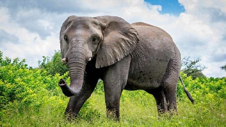 دفاتر المستقبل قد تُصنع من براز الفيلة