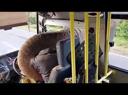 فيديو: فيل جائع يوقف حافلة بقوة للحصول على الموز
