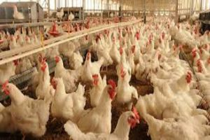 أي دجاج نأكل...وما هي قصة الهرومانات والمضادات الحيوية التي تشكل خطراً على الصحة!