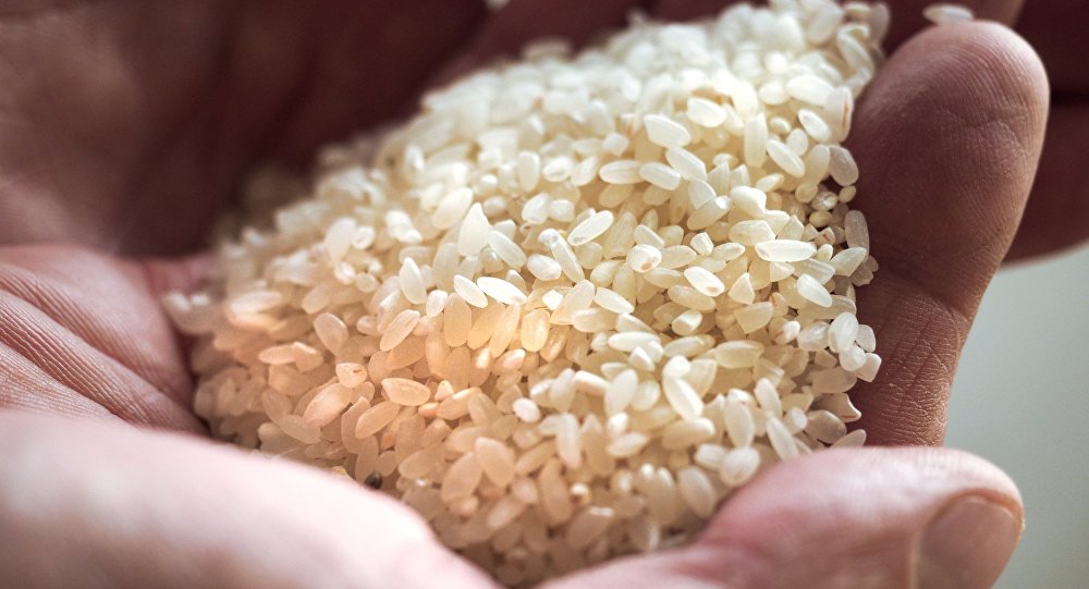 تطوير بذور مستنسخة من الأرز الهجين في الصين