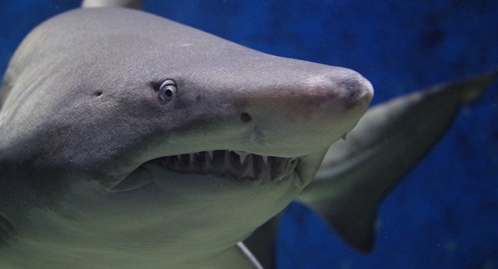 العثور على جثث المئات من أسماك القرش في إيران