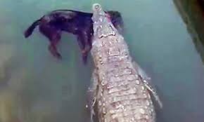 بالفيديو.. توثيق لحظة افتراس تمساح لكلب أثناء لعبه في الماء 