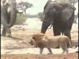 بالفيديو...أنثى فيل تواجه أسدا حاول افتراس صغيرها