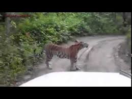 نمر ضخم يقطع الطريق في الهند (فيديو)