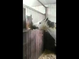 بالفيديو...زج حصان بالسجن والتهمة 