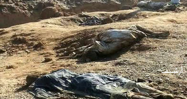 اكتشاف مقبرة جماعية بمدينة دير الزور تضم جثامين شهداء قضوا على أيدي داعش الإرهابي