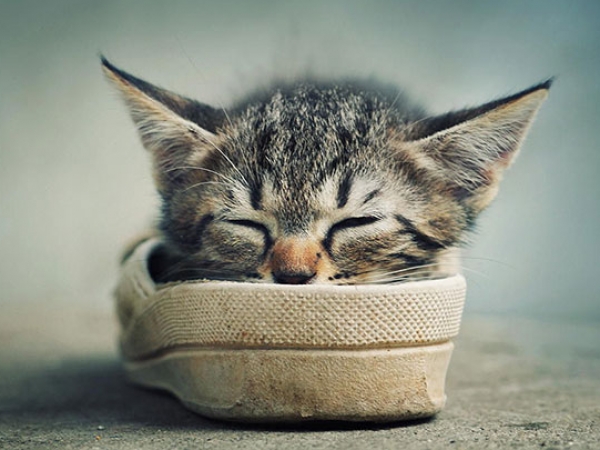 لقطات طريفة تثبت أن القطط تستطيع النوم في أي مكان