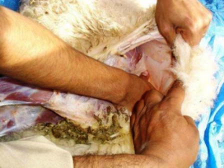 مواطنة أردنية تعثر على “كنز3 من الماس في خروف العيد