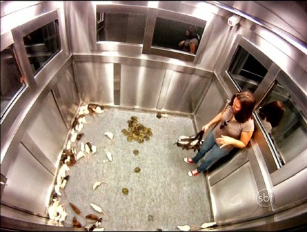 شاهد: ماذا حدث لفتيات داخل مصعد ملىء بالضفادع والفئران