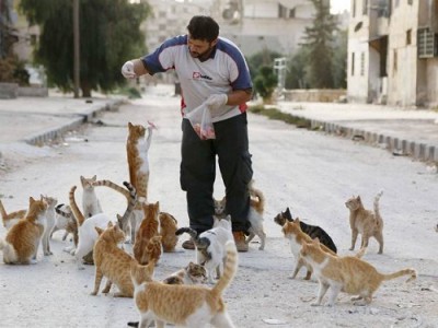 شاب سوري يطعم 150 قطاً يومياً
