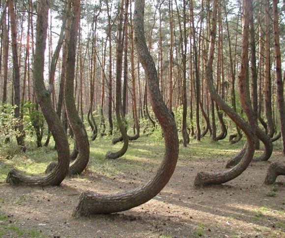 غابة الأشجار المعقوفة في بولندا!