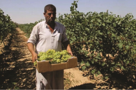 في درعا "فلوكيسترا" تفتك بزراعة العنب وموجة الحر بالمرصاد!