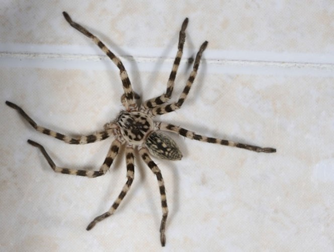 إزالة عنكبوت من بطن رجل استرالي بعد أن مكث فيه ثلاثة أيام