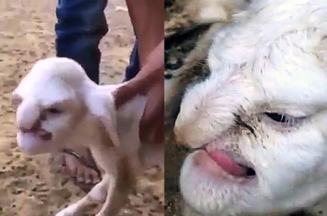 فيديو وصور ولادة خروف بوجه يشبه الوجه البشري في روسيا
