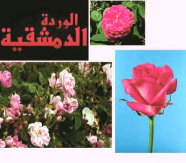 الوردة الدمشقية من أزهار الجنة.. بقلم: شمس الدين العجلاني