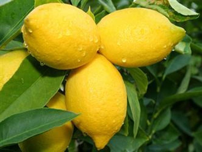 الليمون يعلاج التوتر والإرهاق