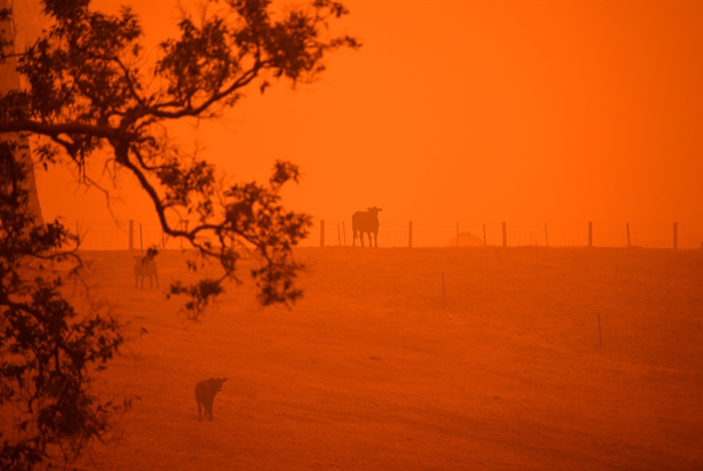 نفوق مليار حيوان في أوستراليا: «ما نراه هو آثار التغيّر المناخي»