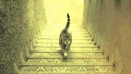 بالصور.. بعد الفستان الازرق.. قطة تحير العالم.. هل تصعد ام تنزل من الدرج ؟