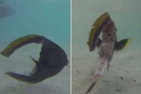 بالفيديو..صياد فصل رأس سمكة عن جسدها.. فسبحت مسافة طويلة برأسها فقط