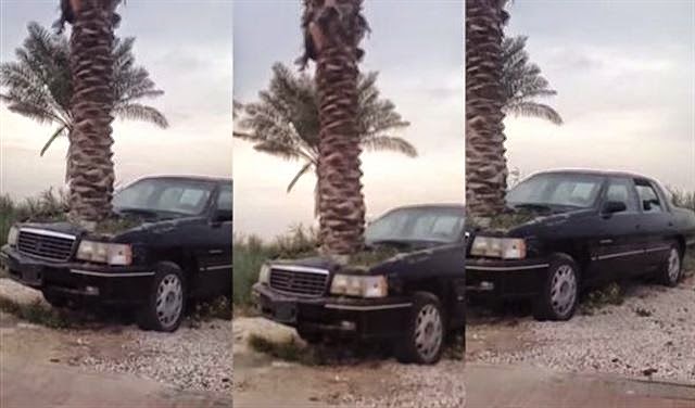 بالفيديو: مشهد غريب.. هكذا نبتت النخلة في مقدمة السيارة