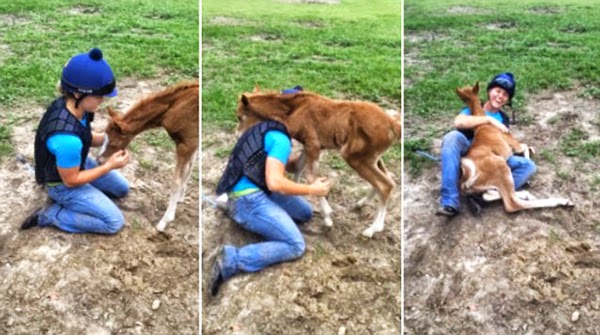 فيديو: حصان يلهو مع صاحبته على طريقة الكلاب الأليفة