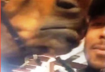 بالفيديو.. حصان يفاجئ صاحبه بـ "قبلة" خلال صورة سيلفي