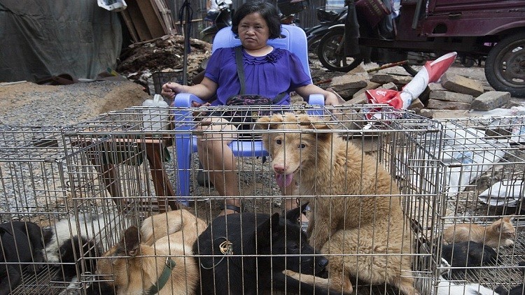 انطلاق مهرجان أكلي لحوم الكلاب في الصين