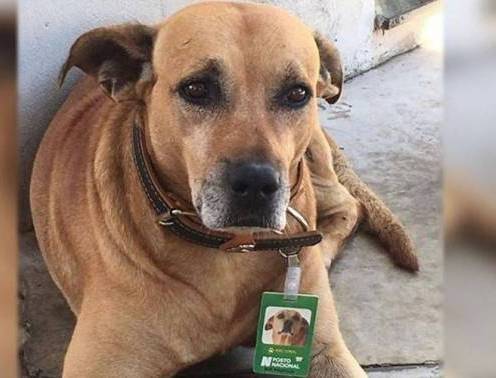 كلب يصبح أفضل موظف في محطة وقود برازيلية